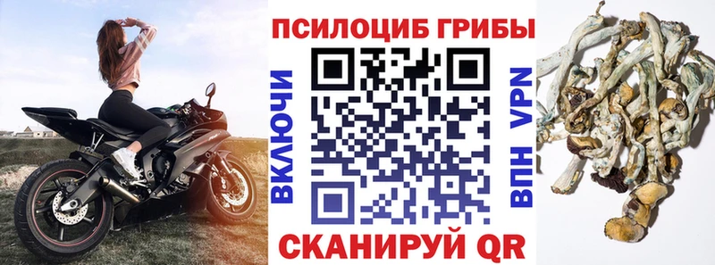 Купить где  Яровое  Псилоцибиновые грибы GOLDEN TEACHER 